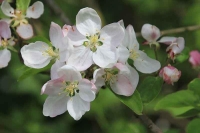 Photograher\PeterWillems: Fruit-blossom-1-[PW-NL]